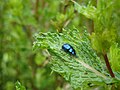 Himmelblauer Blattkäfer