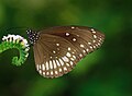 * Nomination: Close wing nectaring Euploea core (Cramer, 1780) – Common Crow on Helitropium indicum. By User:B Savit --Atudu 02:50, 19 August 2024 (UTC) * * Review needed