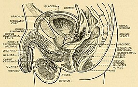 Comparative anatomy (1936) (20482376918).jpg