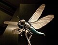 - Model of a dragonfly