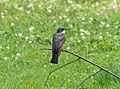 * Nomination Eastern kingbird in Prospect Park --Rhododendrites 18:01, 12 July 2021 (UTC) * Promotion  Support Good quality. --Nefronus 18:20, 12 July 2021 (UTC)