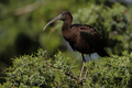 * Nomination An adult Glossy Ibis. --Needsmoreritalin 03:42, 18 August 2024 (UTC) * Promotion  Support Good quality. --Plozessor 04:49, 18 August 2024 (UTC)