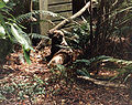 Pup on Auckland Island