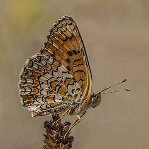 Melitaea phoebe (Knapweed fritillary)