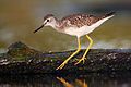 27 Lesser Yellowlegs uploaded by Wwcsig, nominated by Trachemys