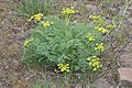 Lomatium grayi