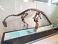 Plateosaurus trossingensis - AMNH - DSC06290.JPG