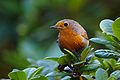 Erithacus rubecula