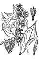 Solidago flexicaulis (drawing)