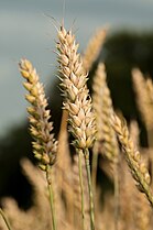 Wheat ear