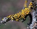 * Nomination Detail of the lichen Xanthoria parietina on a tree branch. --Johannes Robalotoff 21:21, 12 July 2021 (UTC) * Promotion  Support Good quality. --Nefronus 21:40, 12 July 2021 (UTC)