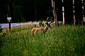 Mule Deer near the Natural Bridge Sign