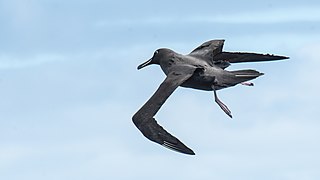 2021-10 Amsterdam Island - Dark-mantled sooty albatross 32.jpg