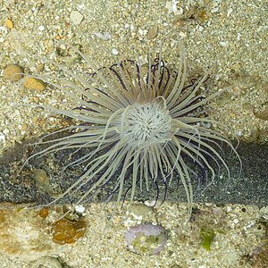 Anémona tubo mediterránea​ (Cerianthus membranaceus), Parque natural de la Arrábida, Portugal, 2021-09-09, DD 49