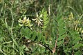 Astragalus glycyphyllos