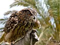 Eagle owl at the Oasis Park