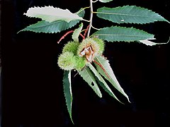 Castanea dentata 15-p.bot-fagus.castan-008.jpg