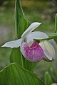 Cypripedium reginae