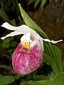 Cypripedium reginae