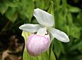 Cypripedium reginae