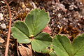 Fragaria virginiana