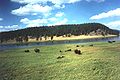 Bisons in Hayden Valley