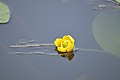 Lago Fimon, fiore di ninfea gialla