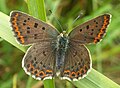 Lycaena tityrus