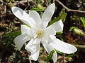 Magnolia stellata