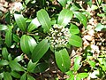 female flower, Fukushima pref., Japan