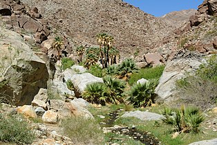 Washingtonia filifera trees and fronds in Anza-Borrego Desert State Park (Palm Canyon)