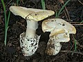 Amanita vernicoccora