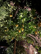 Amalfi Lemons at ISP.jpg