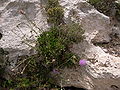 Flowering plant