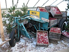 Cranberries at Kew - geograph.org.uk - 445547.jpg