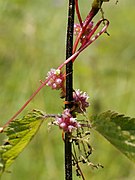   Cuscuta europaea