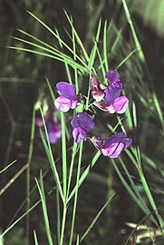 Lathyrus bauhinii