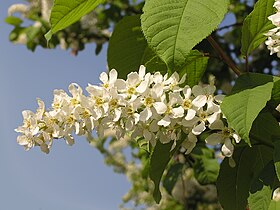 Prunus padus