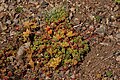 Sedum oreganum