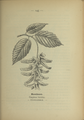 Plate 145 Carpinus betulus