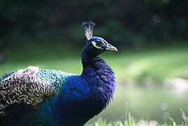 4.10.14 Blauer Pfau im Wildpark Poing