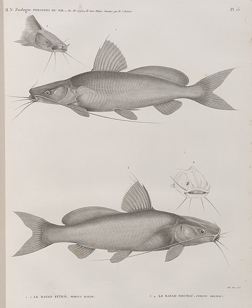 Pl.15 - 1.2. Le Bayad fitilé (Porcus bayad) 3.4. Le Bayad docmac (Porcus docmac)