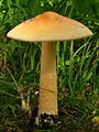 Amanita crocea