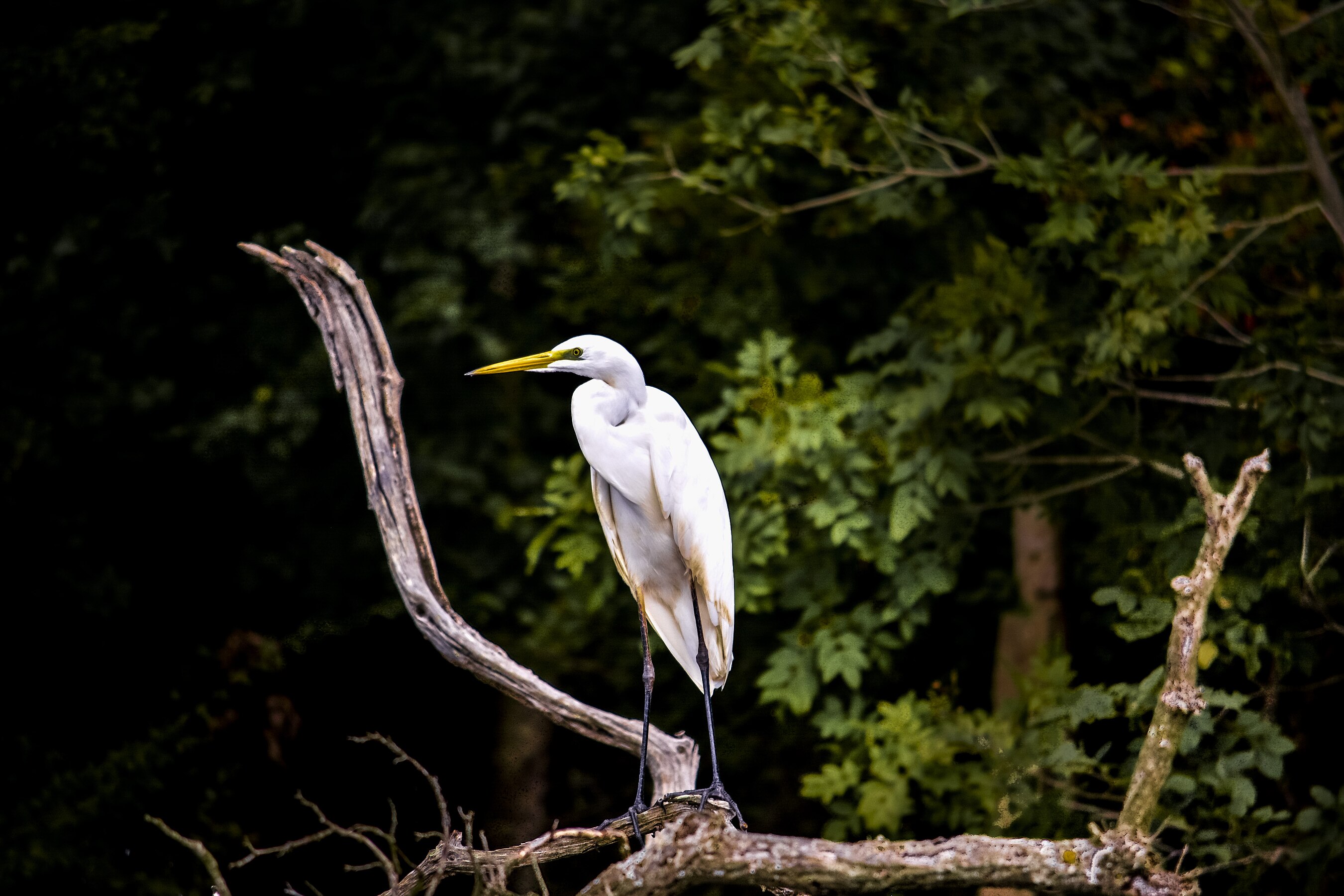 Great egret inhabiting the lower current of the Ropotamo river (Zhivko Dimitrov)