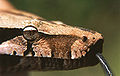 Head