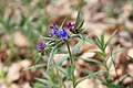 Buglossoides purpurocaerulea