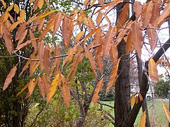 Castanea dentata 15-p.bot-fagus.castan-042.jpg