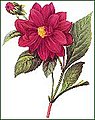 Dahlia, 1827