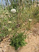 Daucus carota.jpg