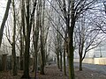 Trees on Myrtle Street Liverpool.